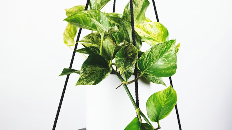 国际足联世界杯决赛阶段直播 - 自由切换五大观赛角度